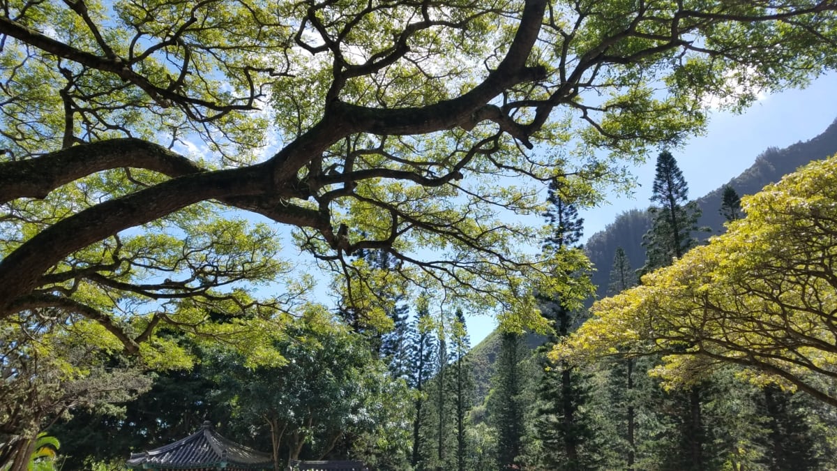 Forest scene