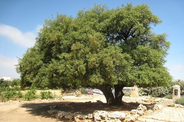 Tree in Israel Thumbnail