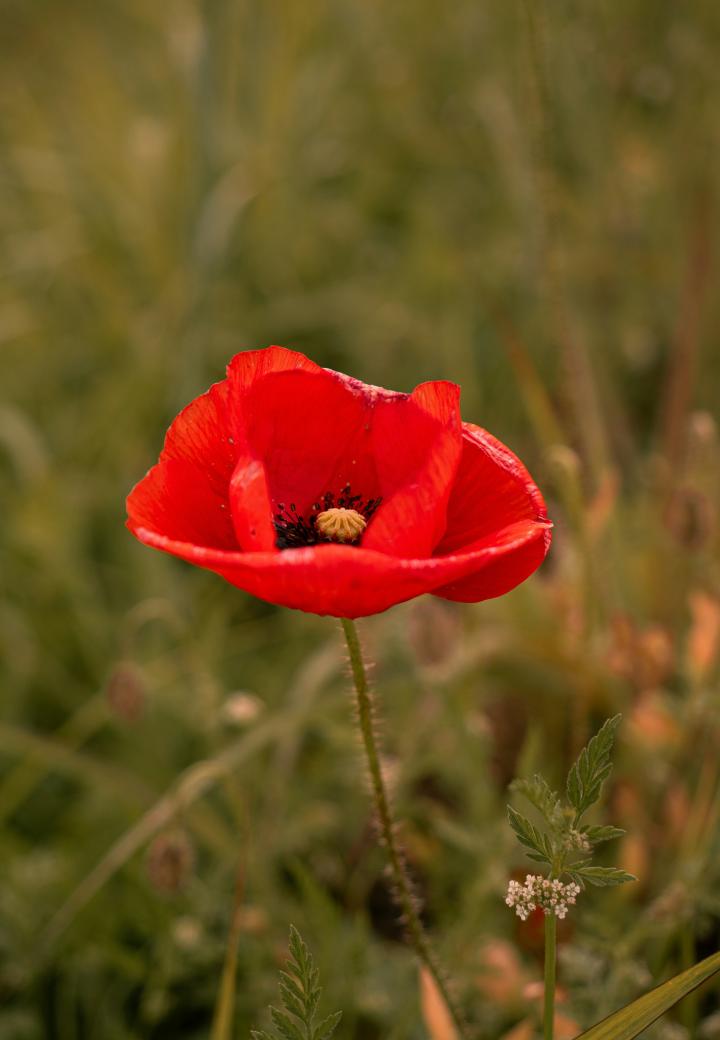 red anemone