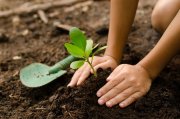 Child planting a tree