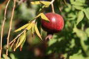 Pomegranate