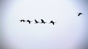 Geese flying